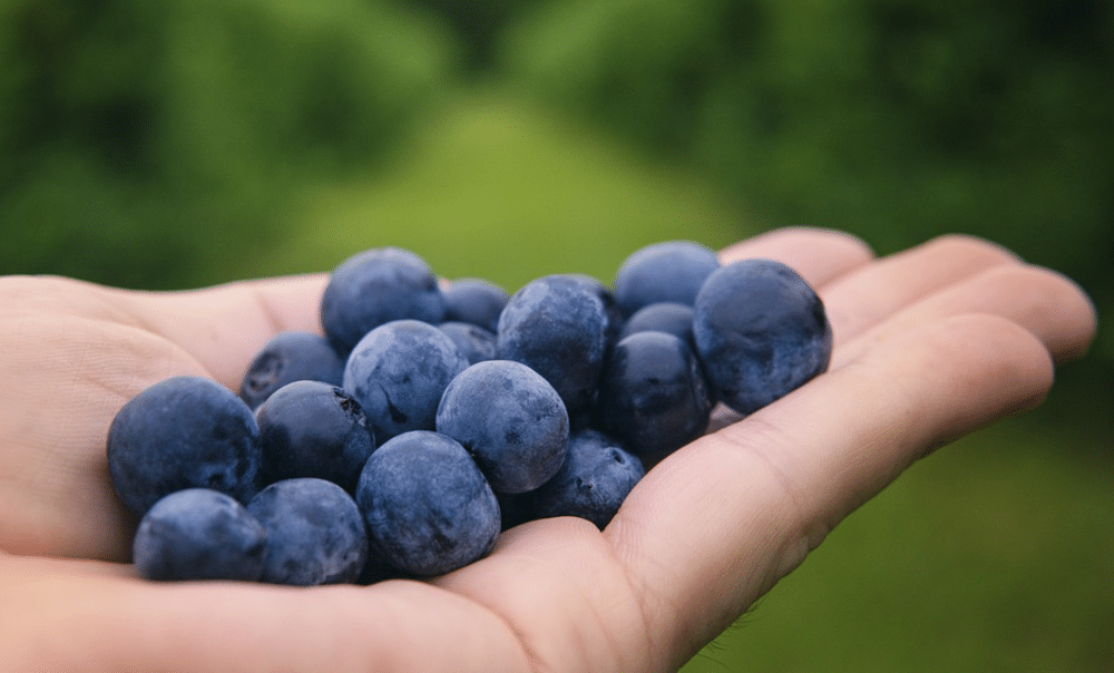 acné voeding bosbessen