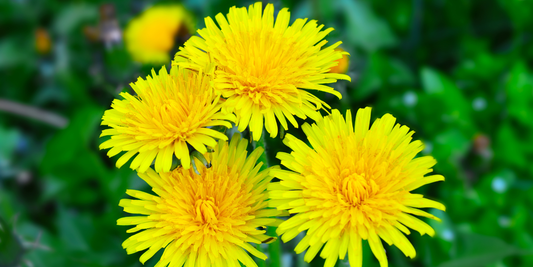 Paardenbloem als natuurlijk detoxmiddel: 7 redenen om het regelmatig te gebruiken