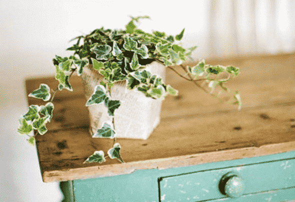 Bevorder de kwaliteit van je slaap met deze planten
