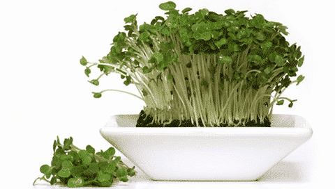 Deze 10 voedingsmiddelen zorgen voor een jongere huid